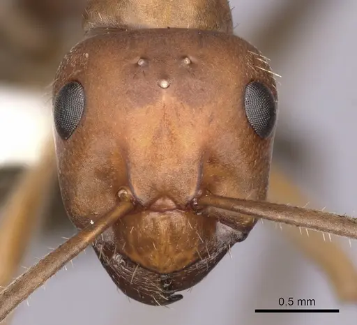 Formica nevadensis - CASENT0280416