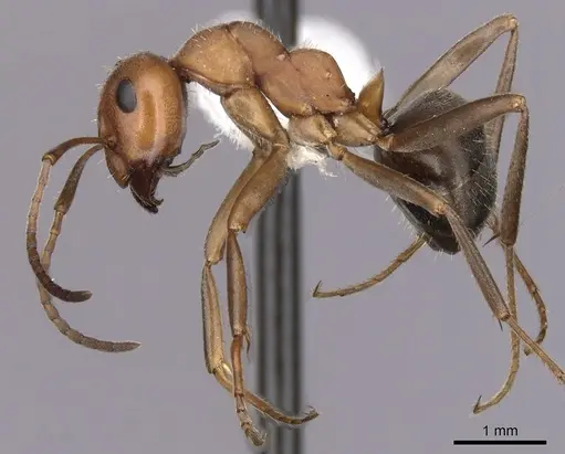 Formica nevadensis - CASENT0280416