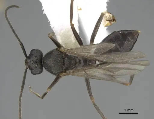 Formica nevadensis - CASENT0843923