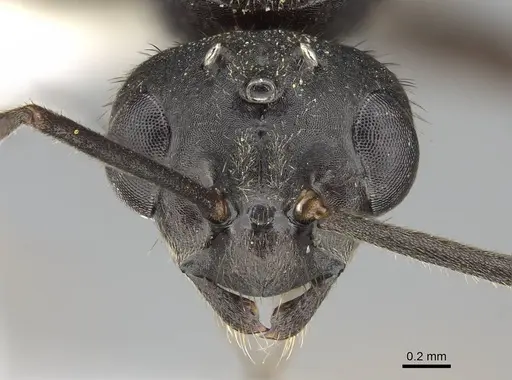 Formica nevadensis - CASENT0843923