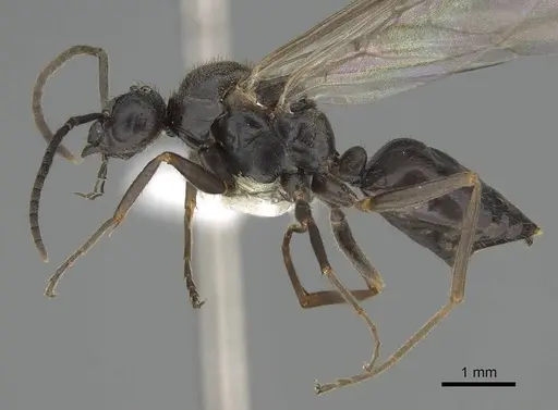 Formica nevadensis - CASENT0843923