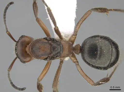 Formica nevadensis - CASENT0843924