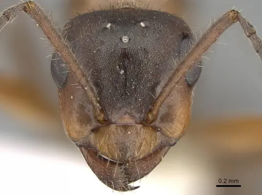 Formica nevadensis - CASENT0843924