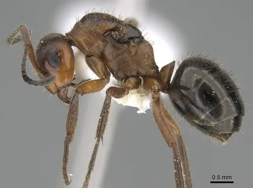 Formica nevadensis - CASENT0843924