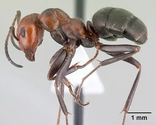 Formica obscuripes - CASENT0179852