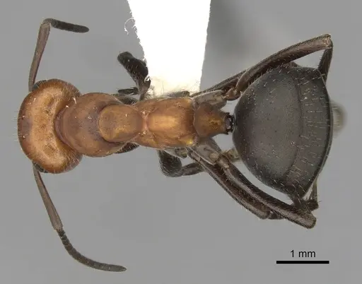 Formica obscuripes - CASENT0280401