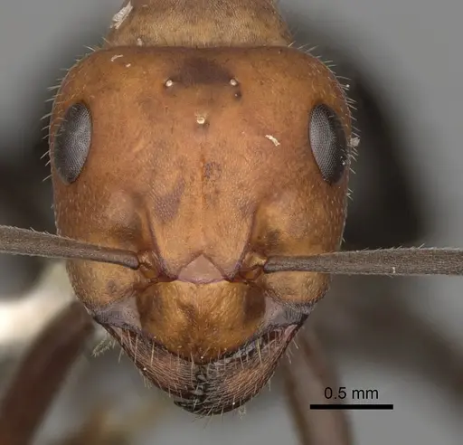 Formica obscuripes - CASENT0280401