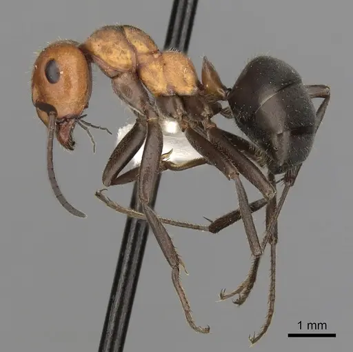 Formica obscuripes - CASENT0280401