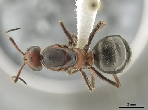 Formica obscuripes - CASENT0648009