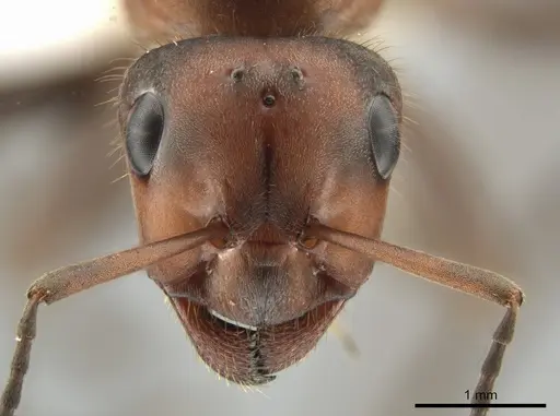 Formica obscuripes - CASENT0648009