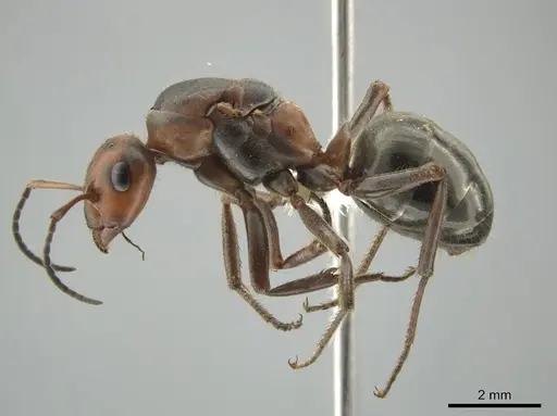 Formica obscuripes - CASENT0648009