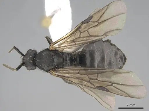 Formica obscuripes - CASENT0843926