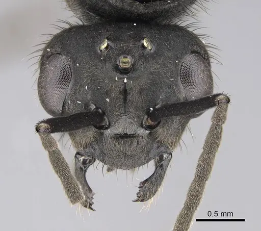 Formica obscuripes - CASENT0843926