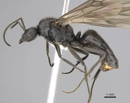 Formica obscuripes - CASENT0843926