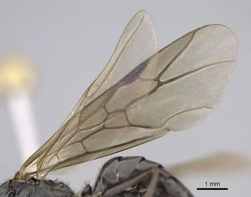 Formica obscuripes - CASENT0843926