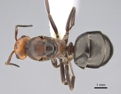 Formica obscuripes - CASENT0843927