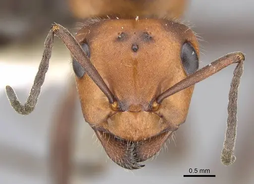 Formica obscuripes - CASENT0843927