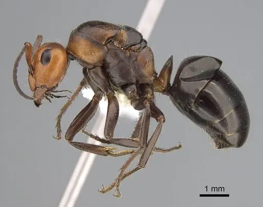 Formica obscuripes - CASENT0843927