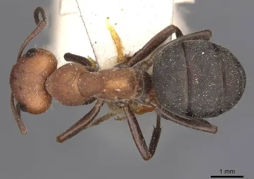 Formica obscuripes - CASENT0911081