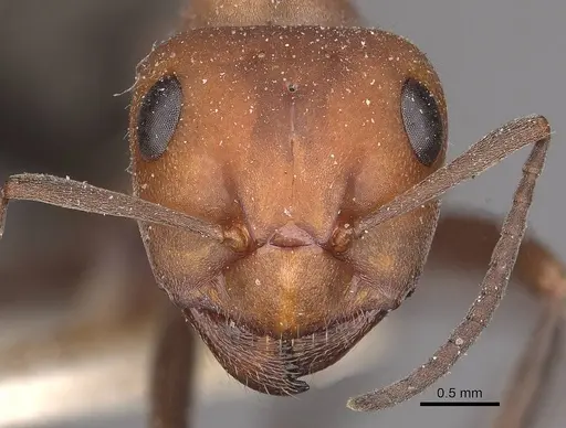 Formica obscuripes - CASENT0911081