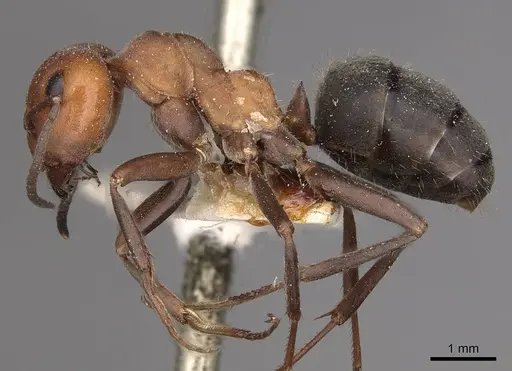 Formica obscuripes - CASENT0911081