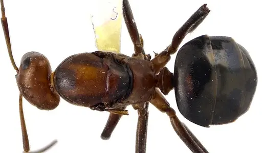 Formica obscuriventris specimen