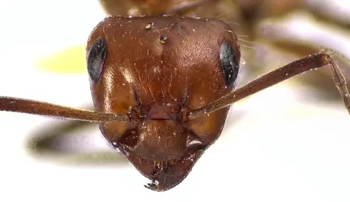 Formica obscuriventris specimen