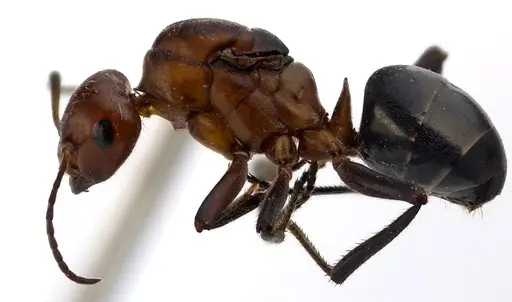 Formica obscuriventris specimen