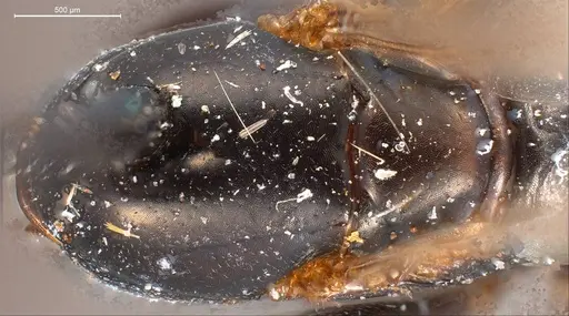 Formica obsidiana specimen