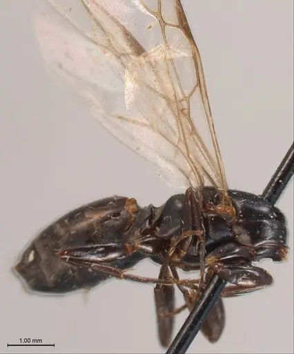Formica obsidiana specimen