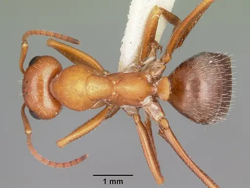 Formica obtusopilosa specimen