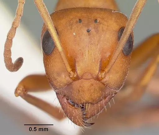 Formica obtusopilosa specimen