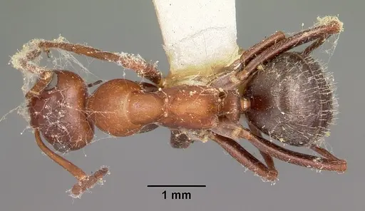 Formica obtusopilosa - CASENT0104687