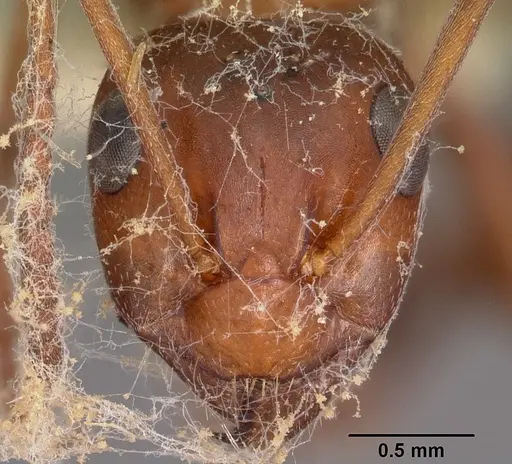 Formica obtusopilosa - CASENT0104687