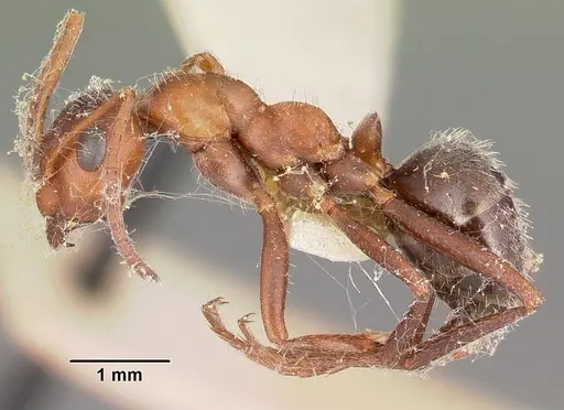 Formica obtusopilosa - CASENT0104687