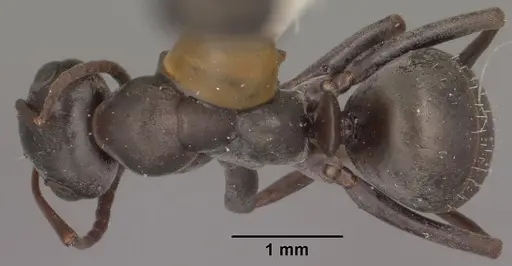 Formica occulta specimen