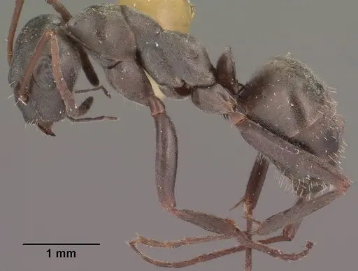 Formica occulta specimen