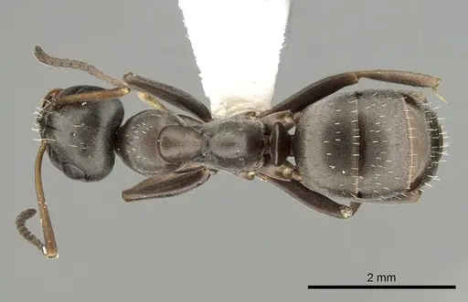 Formica occulta - CASENT0280353