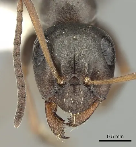 Formica occulta - CASENT0280353