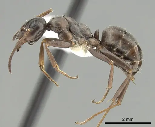 Formica occulta - CASENT0280353