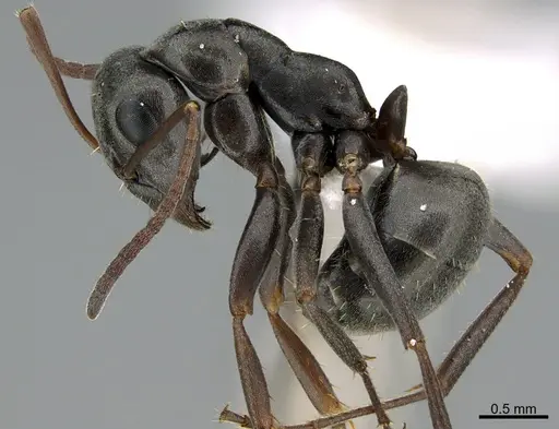 Formica occulta - CASENT0923593