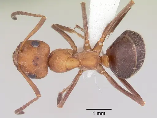 Formica opaciventris specimen