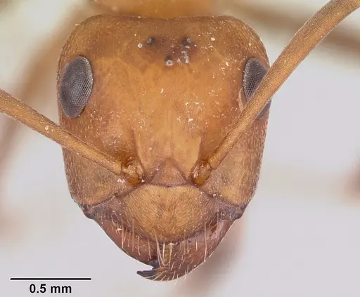 Formica opaciventris specimen
