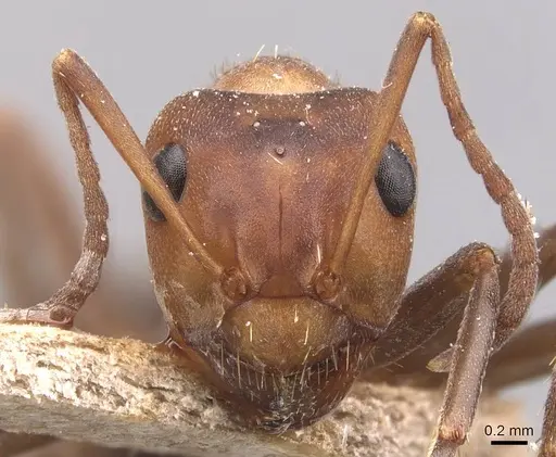 Formica opaciventris - CASENT0905702