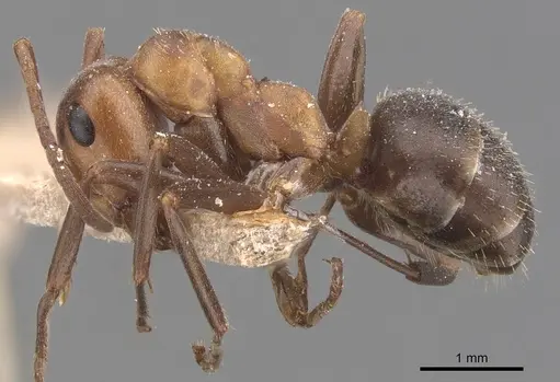 Formica opaciventris - CASENT0905702