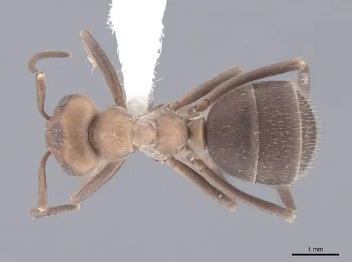 Formica opaciventris - FMNHINS0000083067