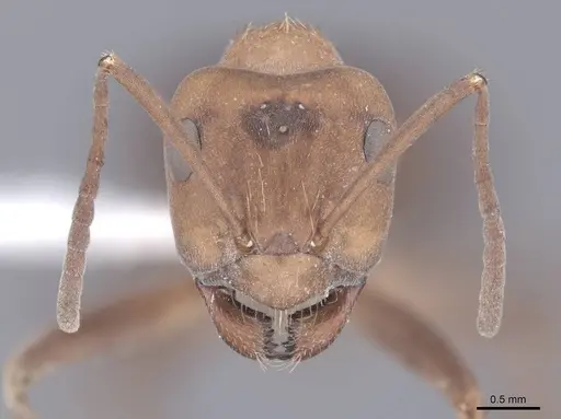 Formica opaciventris - FMNHINS0000083067