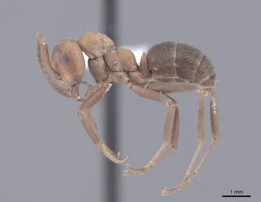 Formica opaciventris - FMNHINS0000083067