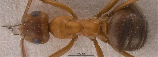 Formica orangea specimen