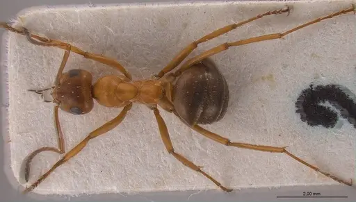 Formica orangea specimen